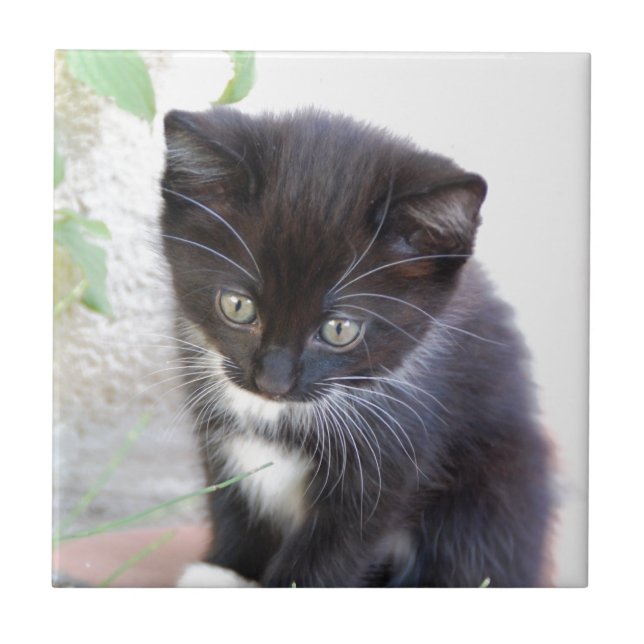 Azulejo De Cerâmica Gatinho preto e branco (Frente)