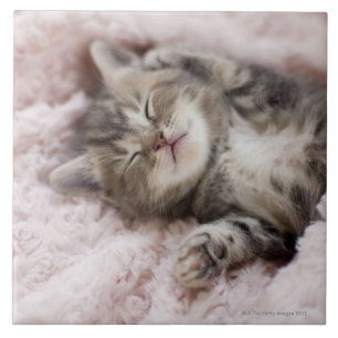 Azulejo De Cerâmica Gatinho que dorme na toalha