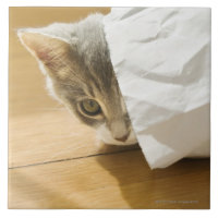 Gatinho que esconde no saco de papel