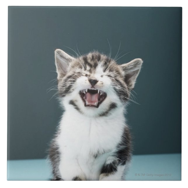 Azulejo De Cerâmica Gatinho que meowing (Frente)