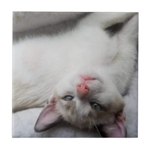 Azulejo De Cerâmica Gatinho siamês doce com olhos azuis