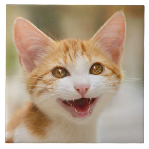 Azulejo De Cerâmica Gatinho Sorridente Enfrentando Gato Engraçado Foto