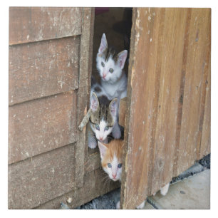 Azulejo De Cerâmica Gatinhos
