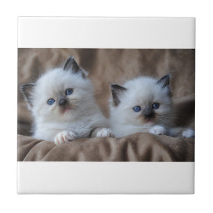 Azulejo De Cerâmica Gatinhos de Ragdoll