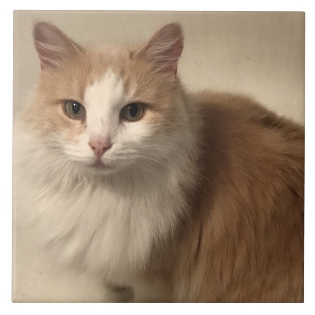 Azulejo De Cerâmica Gato (Frente)