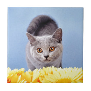 Azulejo De Cerâmica Gato azul