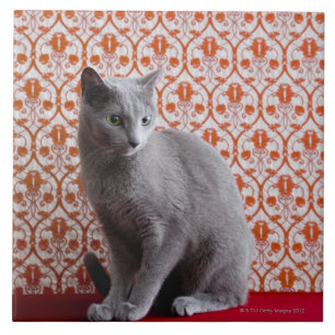 Azulejo De Cerâmica Gato (azul do russo) e fundo do papel de parede