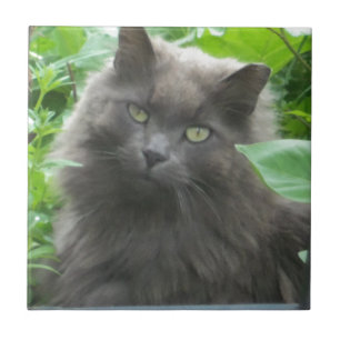 Azulejo De Cerâmica Gato Azul Russo de Cinza Longa