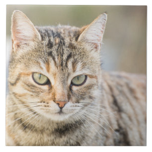 Azulejo De Cerâmica Gato bonito