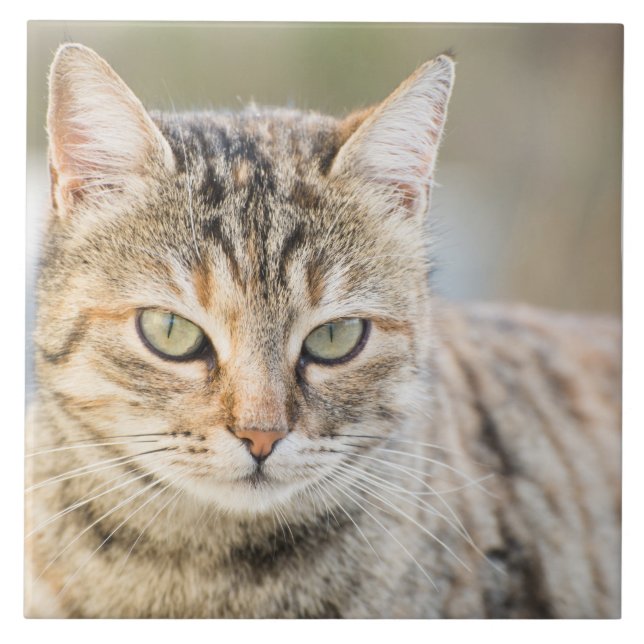 Azulejo De Cerâmica Gato bonito (Frente)