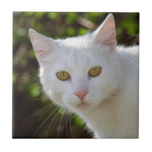 Azulejo De Cerâmica Gato Branco Com Olhos Amarelos