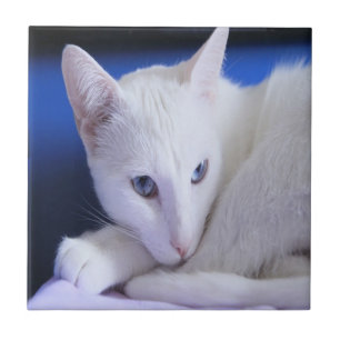 Azulejo De Cerâmica Gato branco com olhos azuis