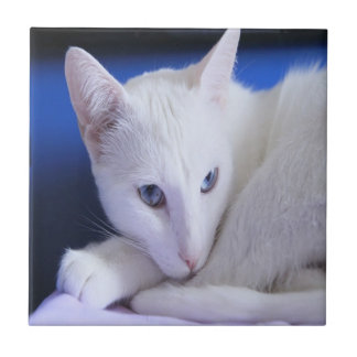 Azulejo De Cerâmica Gato Branco Com Olhos Azuis