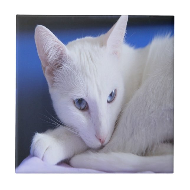 Azulejo De Cerâmica Gato Branco Com Olhos Azuis (Frente)