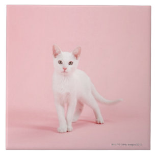 Azulejo De Cerâmica Gato branco novo