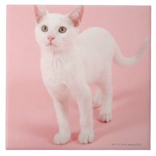 Azulejo De Cerâmica Gato branco novo 2