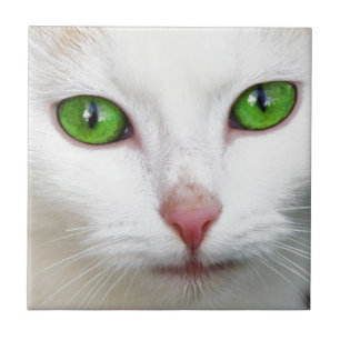 Azulejo De Cerâmica Gato Branco Verde