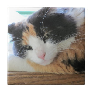 Azulejo De Cerâmica Gato Calico Sedutor