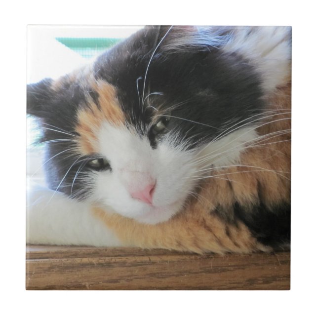 Azulejo De Cerâmica Gato Calico Sedutor (Frente)
