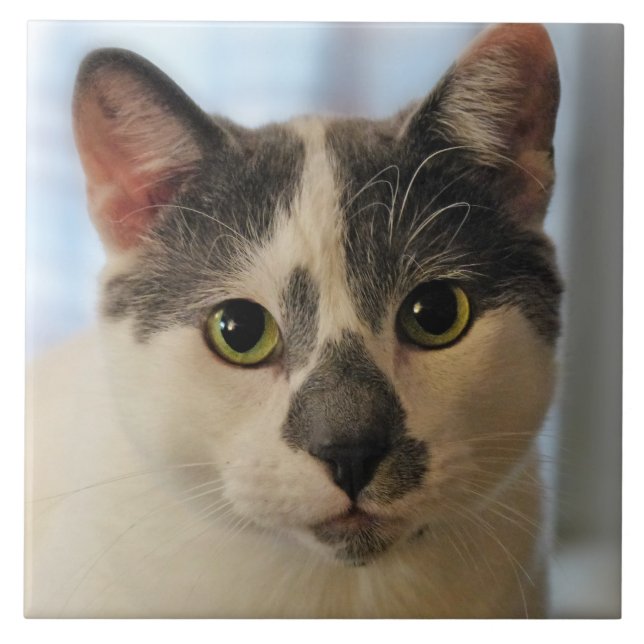 Azulejo De Cerâmica Gato Cinto (Frente)