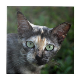 Azulejo De Cerâmica Gato Cinza Marrom Branco com Olhos Verdes