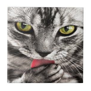 Azulejo De Cerâmica Gato cinzento