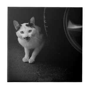 Azulejo De Cerâmica Gato com bigode