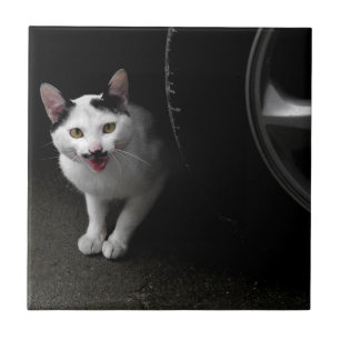 Azulejo De Cerâmica Gato com bigode