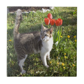 Azulejo De Cerâmica Gato com tulipas