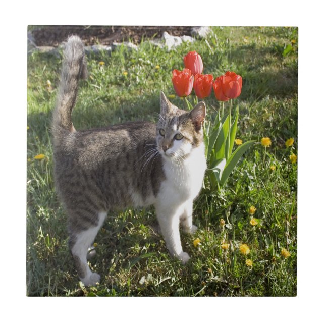 Azulejo De Cerâmica Gato com tulipas (Frente)