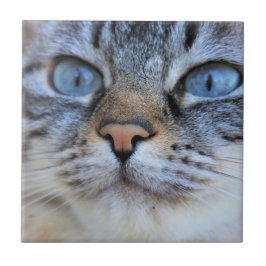 Azulejo De Cerâmica Gato de cinza