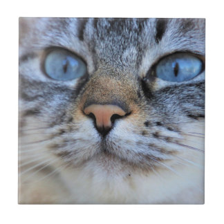 Azulejo De Cerâmica Gato de cinza