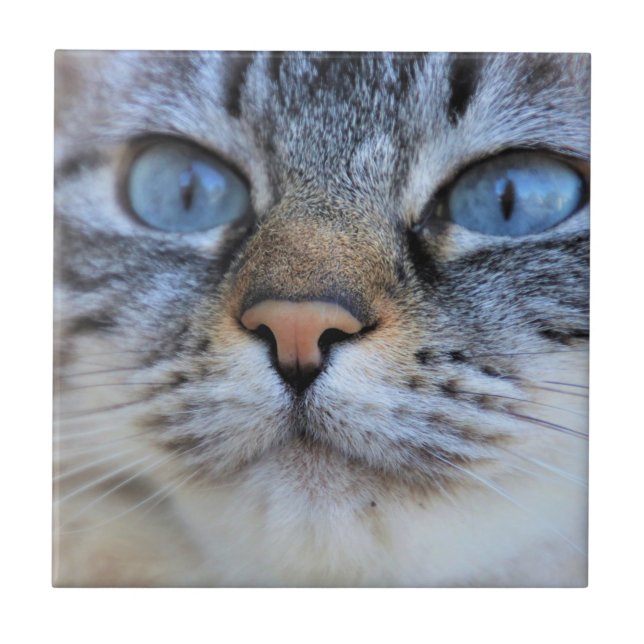 Azulejo De Cerâmica Gato de cinza (Frente)