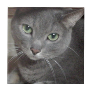 Azulejo De Cerâmica Gato de Cinza Azul Russo