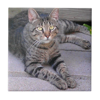 Azulejo De Cerâmica Gato de gato malhado de Brown fora