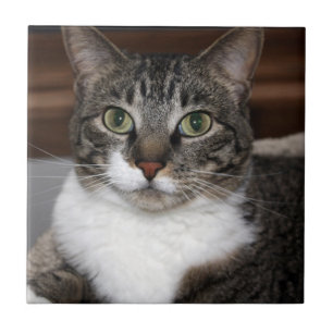 Azulejo De Cerâmica Gato de gato malhado que olha o