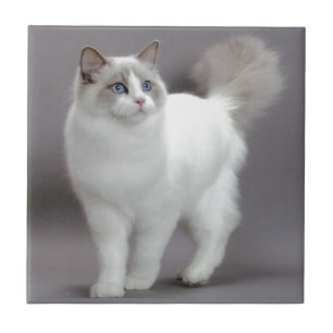 Azulejo De Cerâmica Gato de olhos azuis Purfection de Ragdoll
