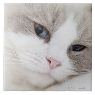 Azulejo De Cerâmica Gato de Ragdoll