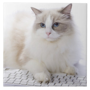 Azulejo De Cerâmica Gato de Ragdoll no teclado de computador