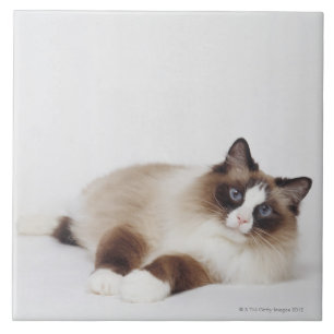 Azulejo De Cerâmica Gato de reclinação