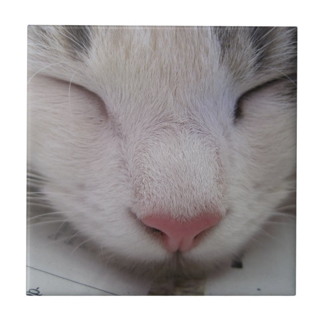 Azulejo De Cerâmica Gato Dormindo (Frente)
