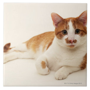 Azulejo De Cerâmica Gato no fundo branco