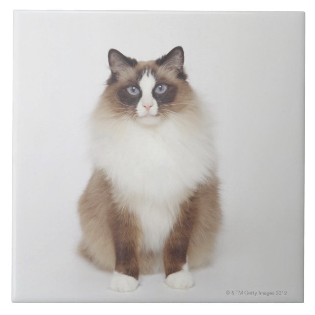 Azulejo De Cerâmica Gato peludo grande (Frente)