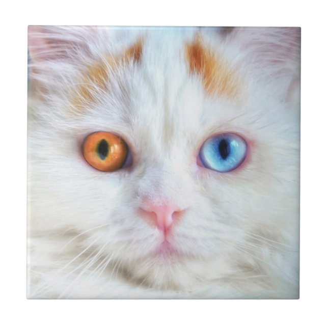 Azulejo De Cerâmica Gato Persa Branco De Olhos Odd (Frente)