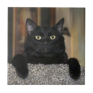 Azulejo De Cerâmica Gato Preto