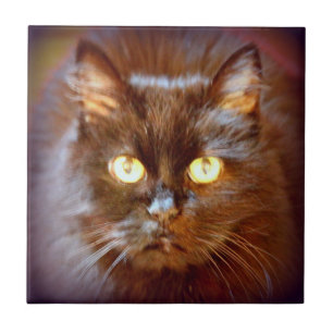 Azulejo De Cerâmica gato preto bonito