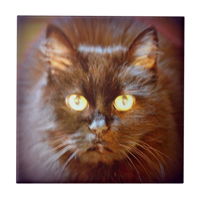 Azulejo De Cerâmica gato preto bonito (Frente)