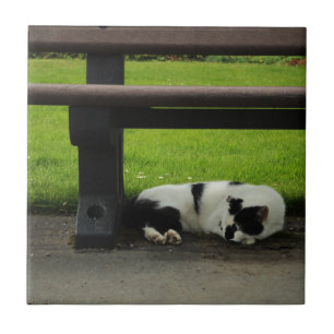 Azulejo De Cerâmica Gato preto e branco sob o banco