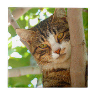 Azulejo De Cerâmica Gato que escala uma árvore