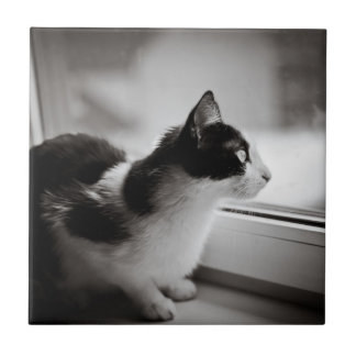 Azulejo De Cerâmica Gato que olha fora
